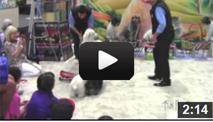 Dog Show